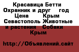 Красавица Бетти. Охранник и друг. 1 год › Цена ­ 1 - Крым, Севастополь Животные и растения » Собаки   . Крым